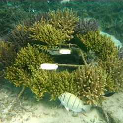 Reefscaper